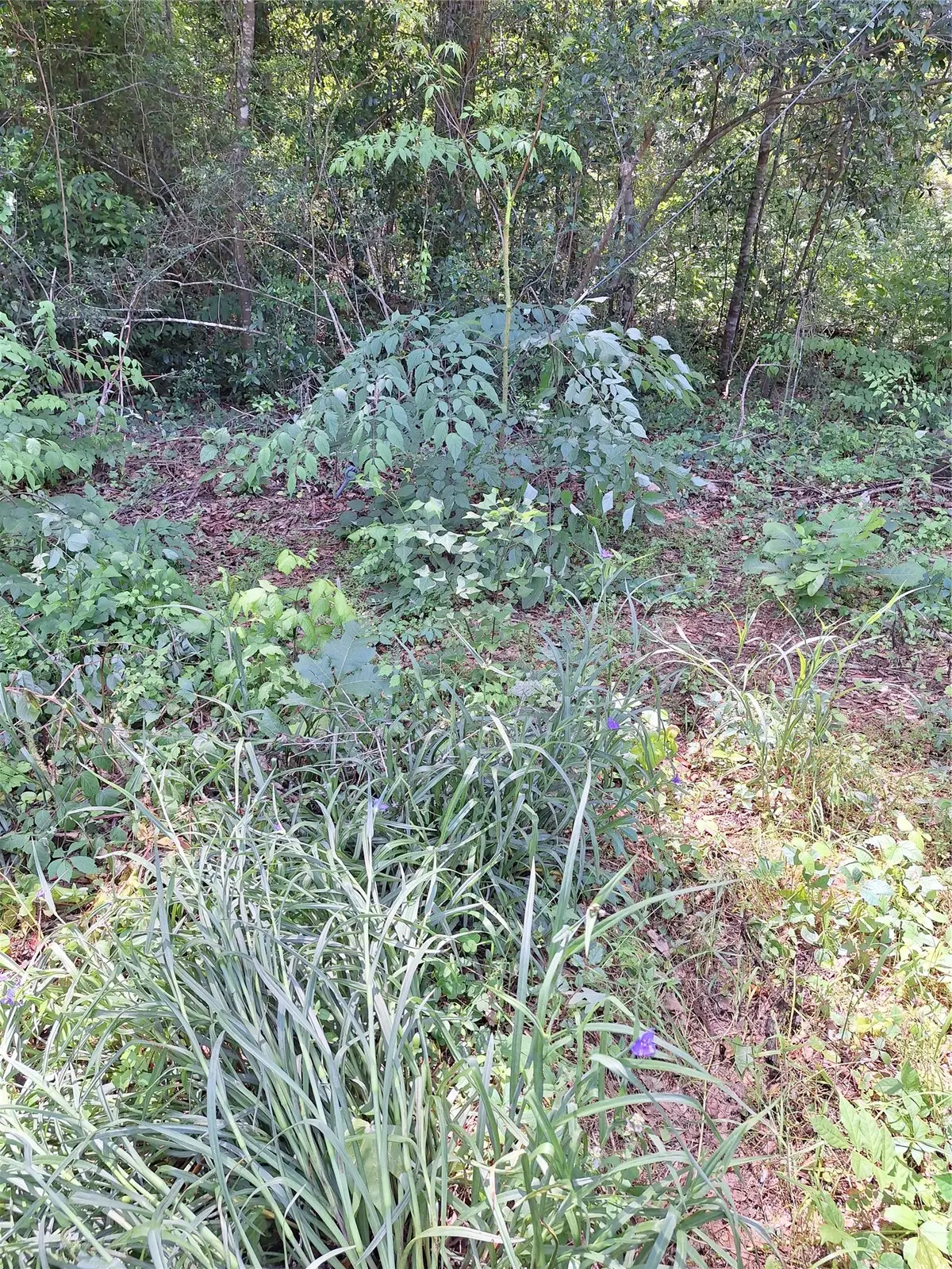 0 Woodland Lakes Drive, Shepherd, TX 77371 - #1