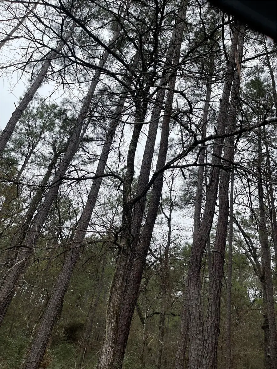 lot 20 Hackberry Drive, Plantersville, TX 77363 - Image #3