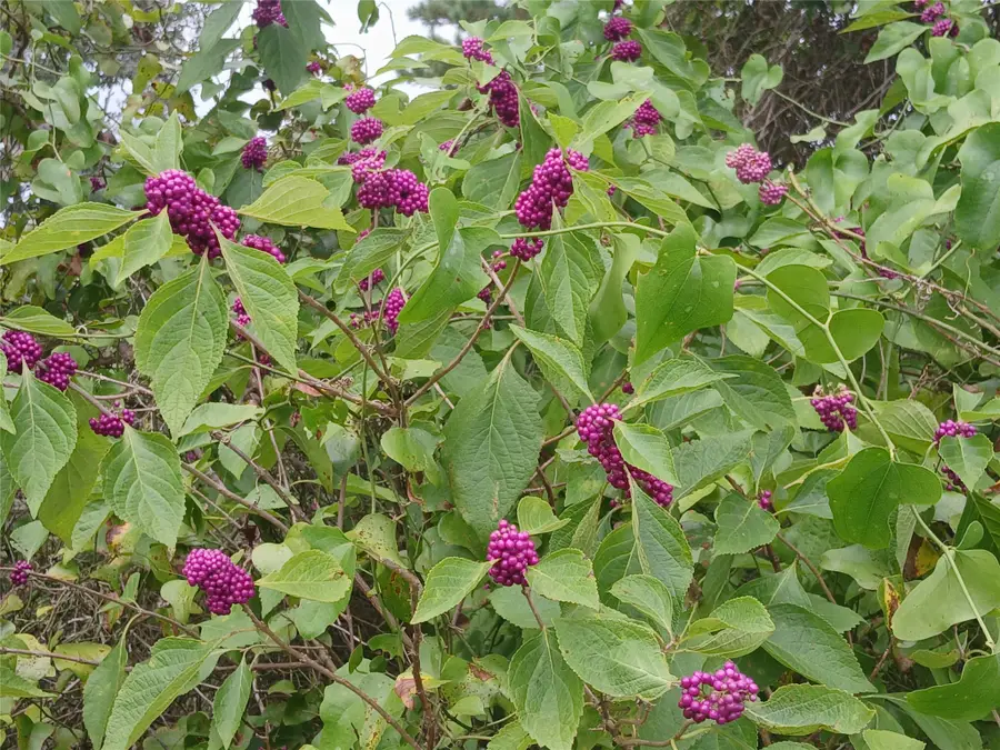 000 Fieldstone Lane, Bedias, TX 77831 - Image #2