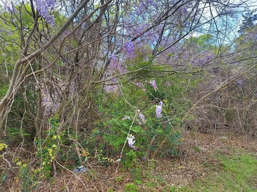 303 S Carter Street, Marshall, TX 75670 - Image #2