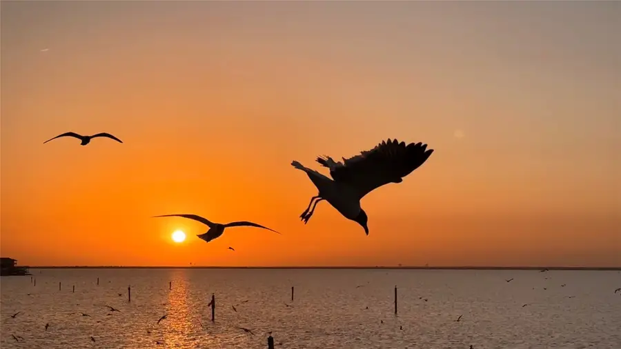 438 Jeanie Lynn Street, Galveston, TX 77554 - #3