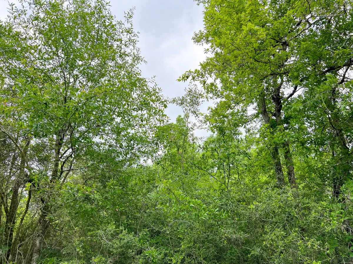 000 Cravens Camp Road, Silsbee, TX 77656 - #1