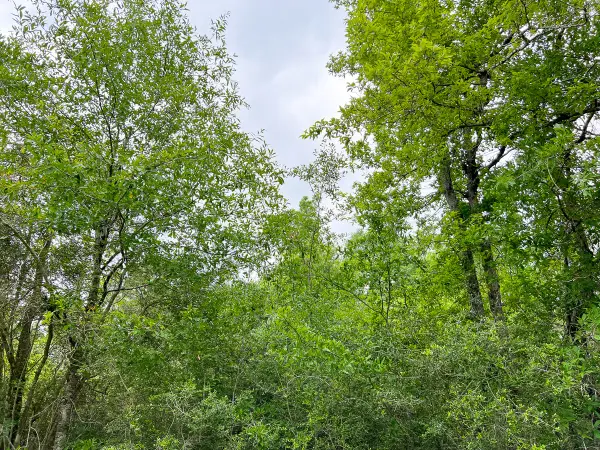 000 Cravens Camp Road, Silsbee, TX 77656