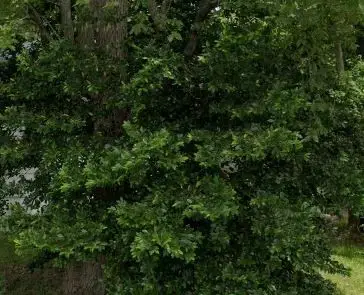 0 Arabella Street, Houston, TX 77091 - Image #2