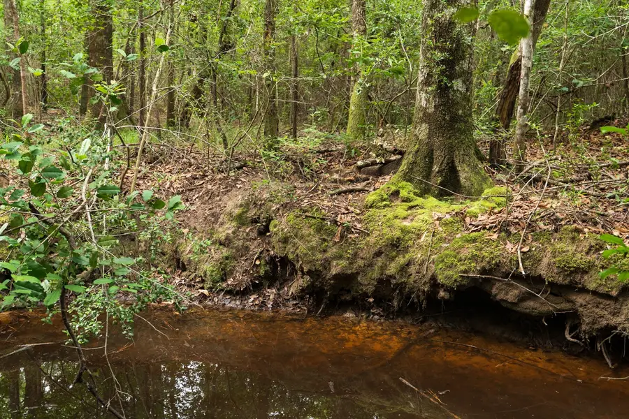 TBD Fm 770, Kountze, TX 77625 - #3
