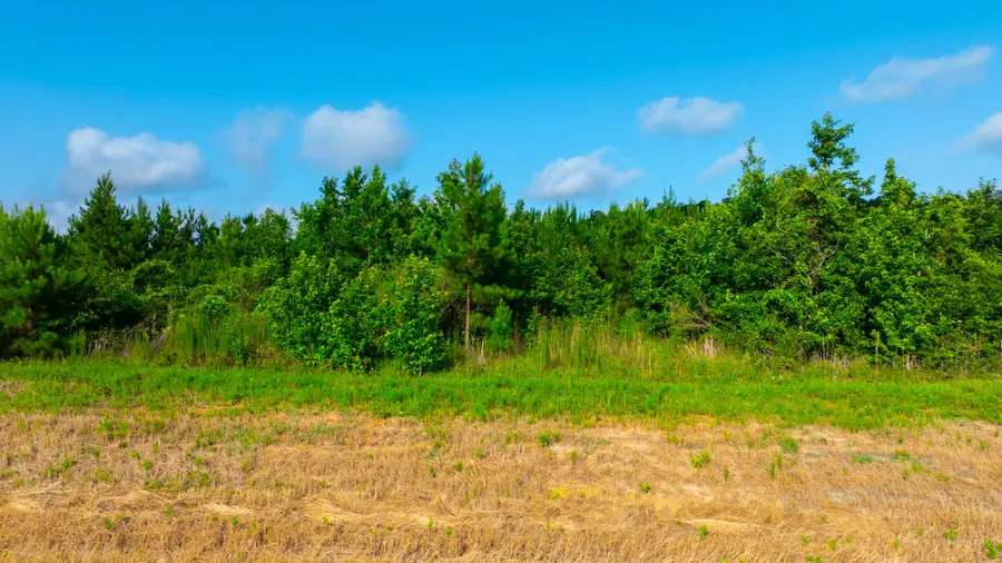 16151 Forest Mill Rd Road, Willis, TX 77378 - #3