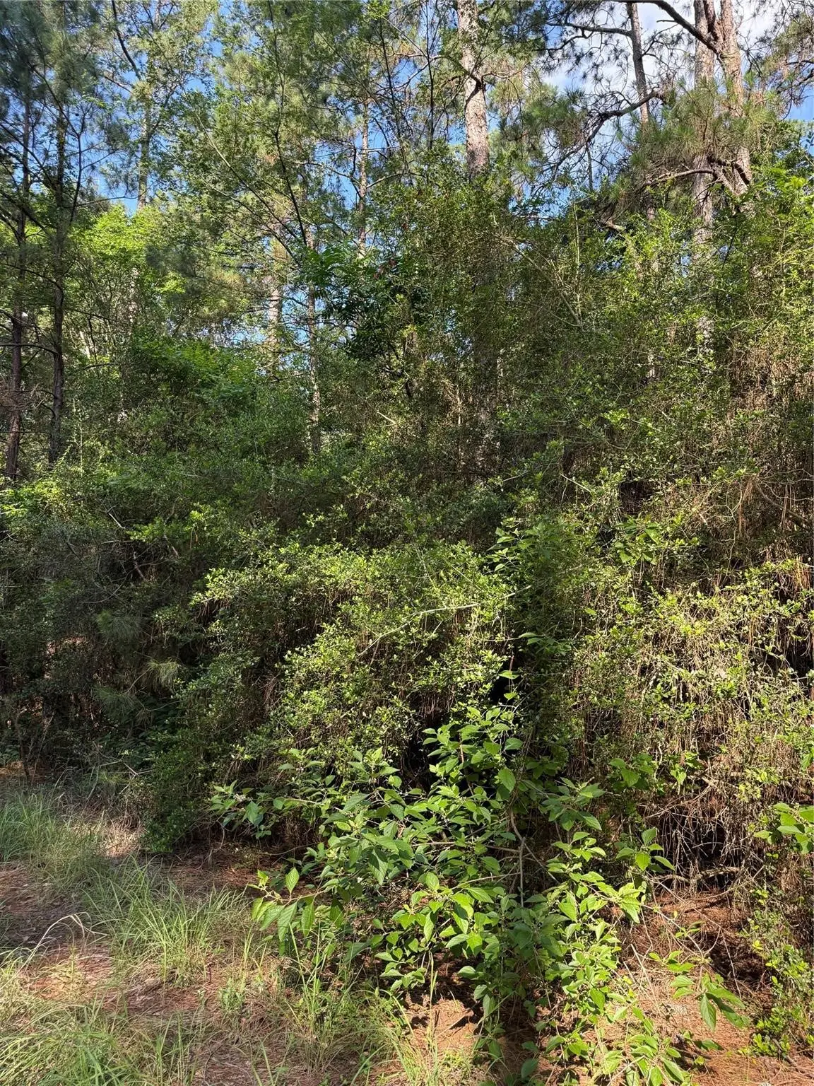 TBD Timberwood Lane, Navasota, TX 77868 - #1