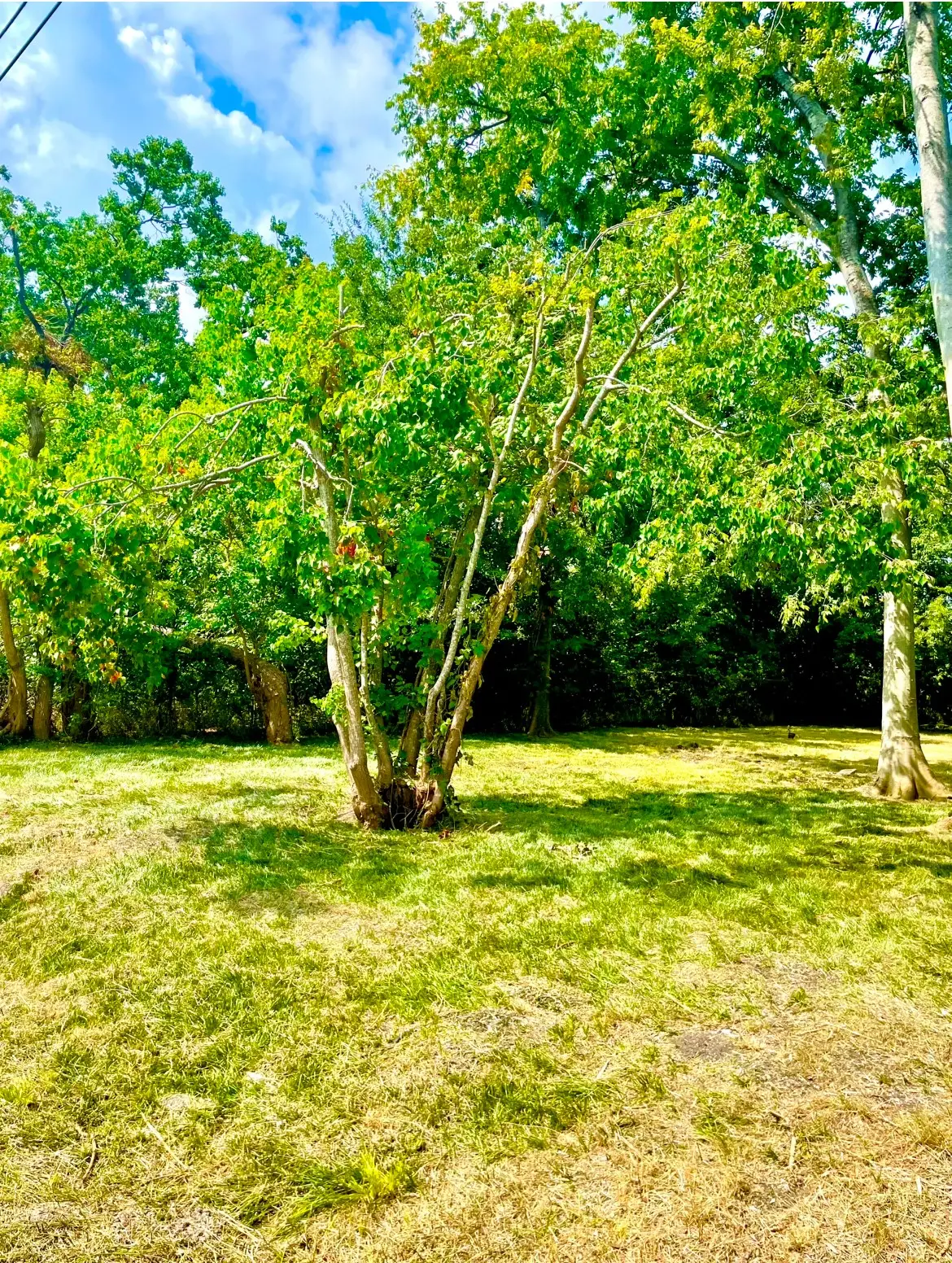 3415 Hewrick Street, Houston, TX 77020 - #1