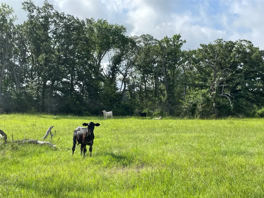 TBD County Road 114 Tbd, Centerville, TX 75833 - #3