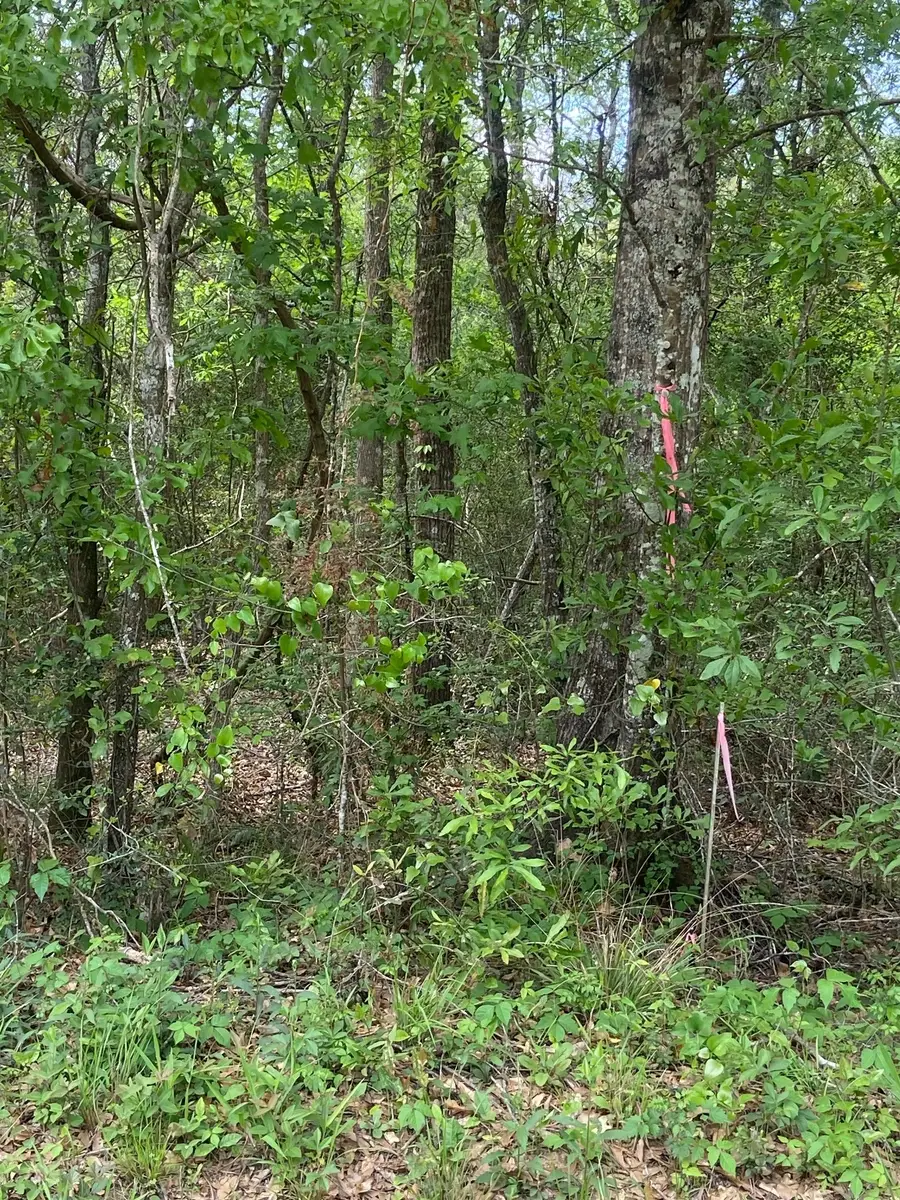 0 Friar Tuck Drive, Shepherd, TX 77371 - #3