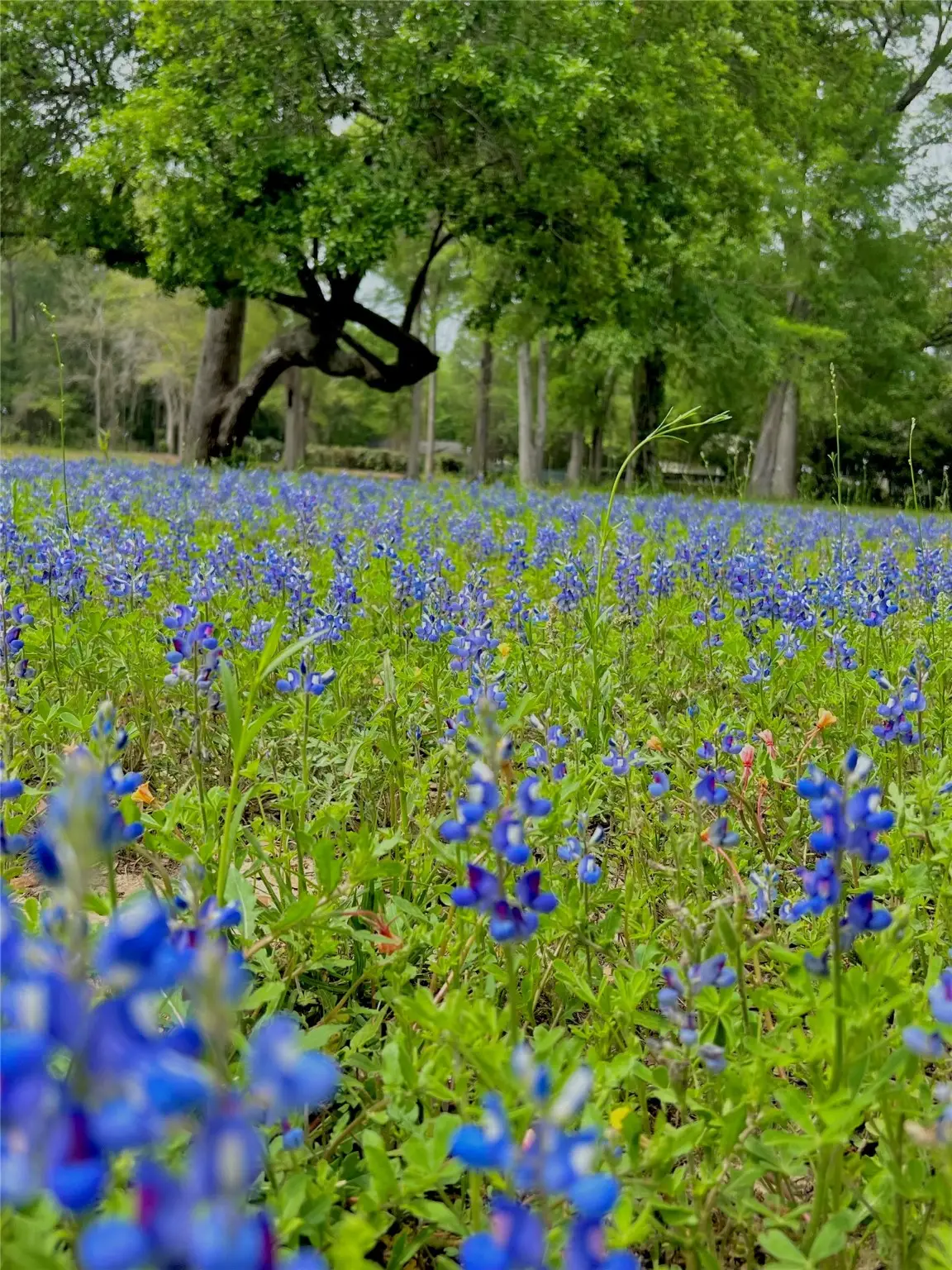 1011 N Nellius Street, Woodville, TX 75979 - Image #1