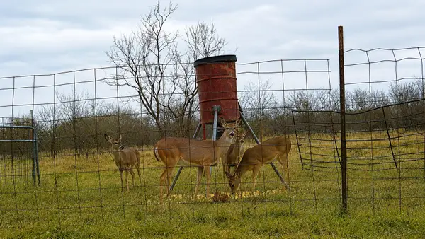851 Cr 450, De Leon, TX 76444