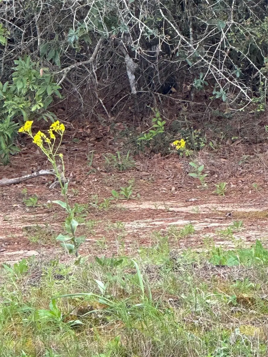 11694 Grand North Road, Willis, TX 77378 - Image #3