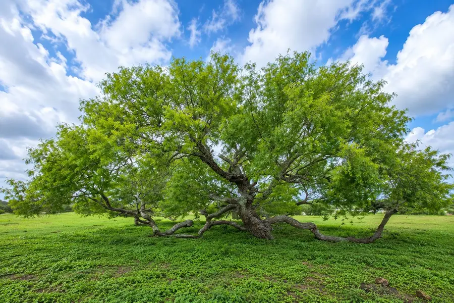 290 Henry Garza Ln Street, Tivoli, TX 77990 - #3