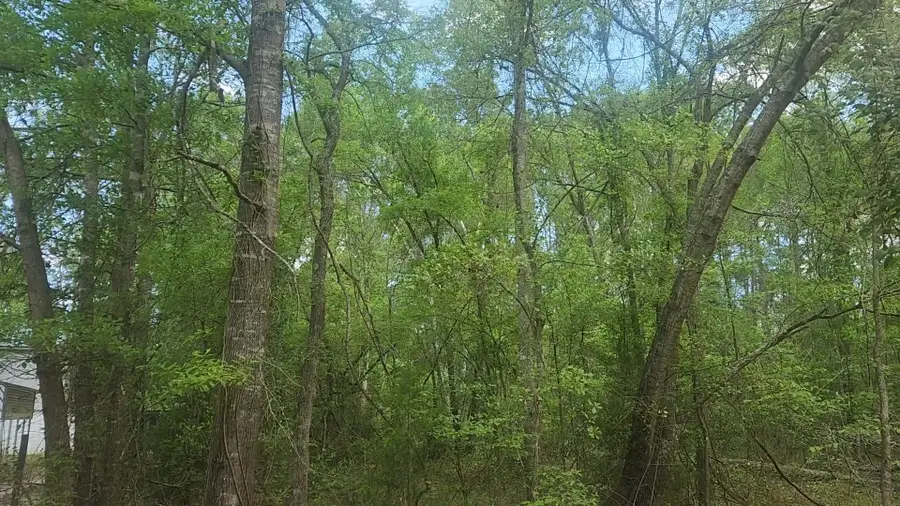 Lot 6 Thornwood Drive, Plantersville, TX 77363 - #2