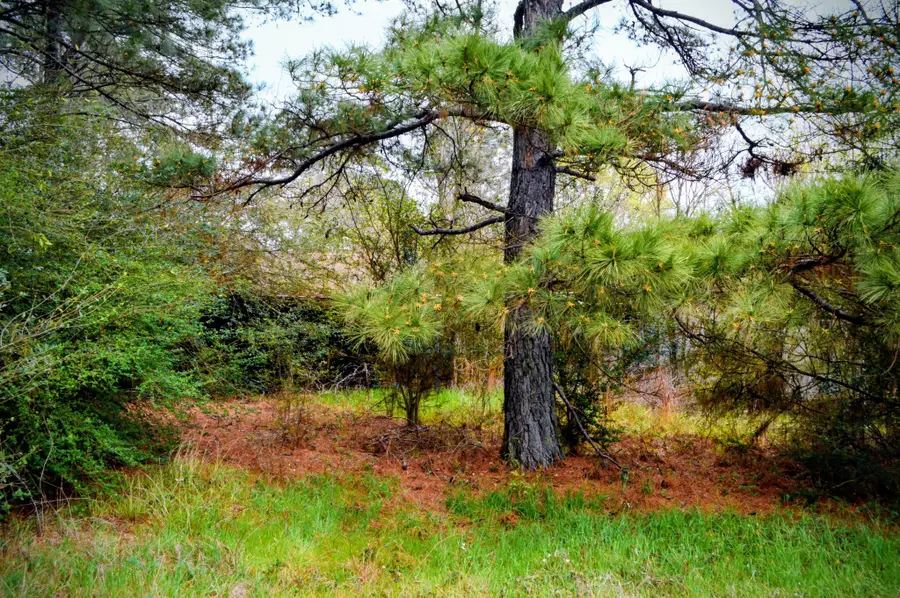 11167 State Highway 87 S, Shelbyville, TX 75973 - #2