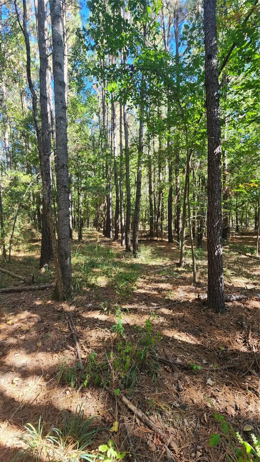 Lot 228 Ranches At Lone Star Ridge, Lovelady, TX 75851 - Image #3