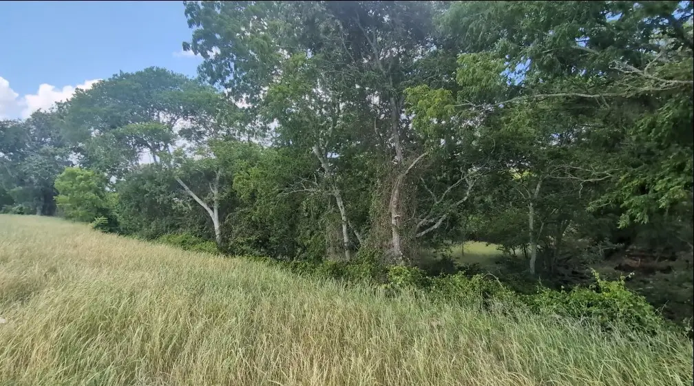 TBD Fm 389, Brenham, TX 77833 - #1