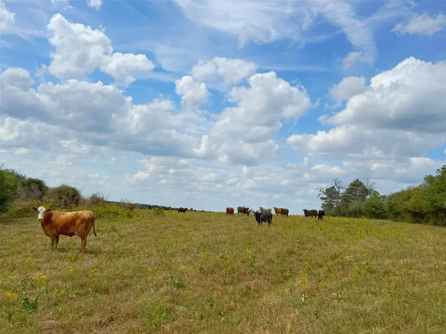 143 ac Cr 236, Oakwood, TX 75855 - #3