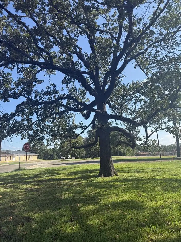 590 Buchanan, Broaddus, TX 75929 - #3