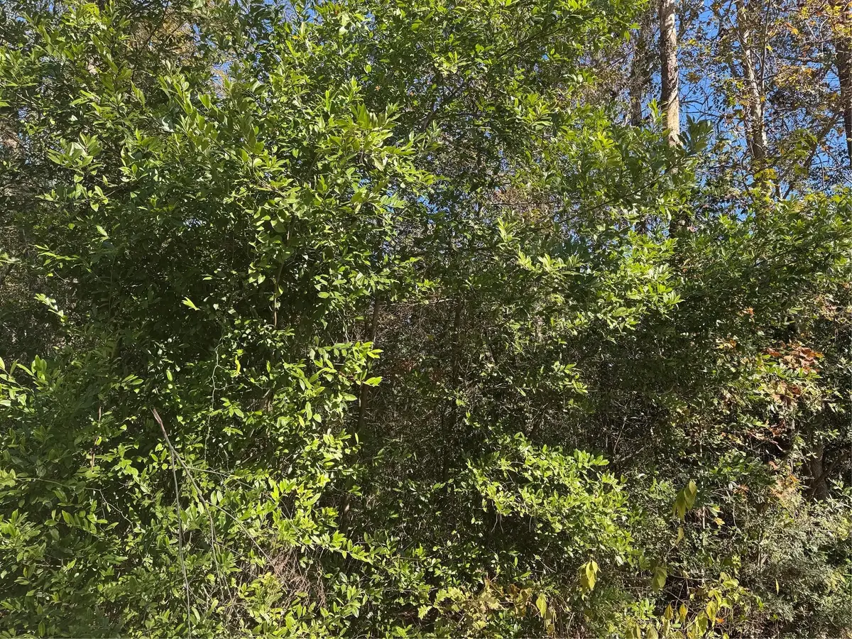 TBD Williams Drive, Livingston, TX 77351 - #1