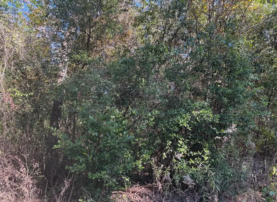 TBD Williams Drive, Livingston, TX 77351 - #2