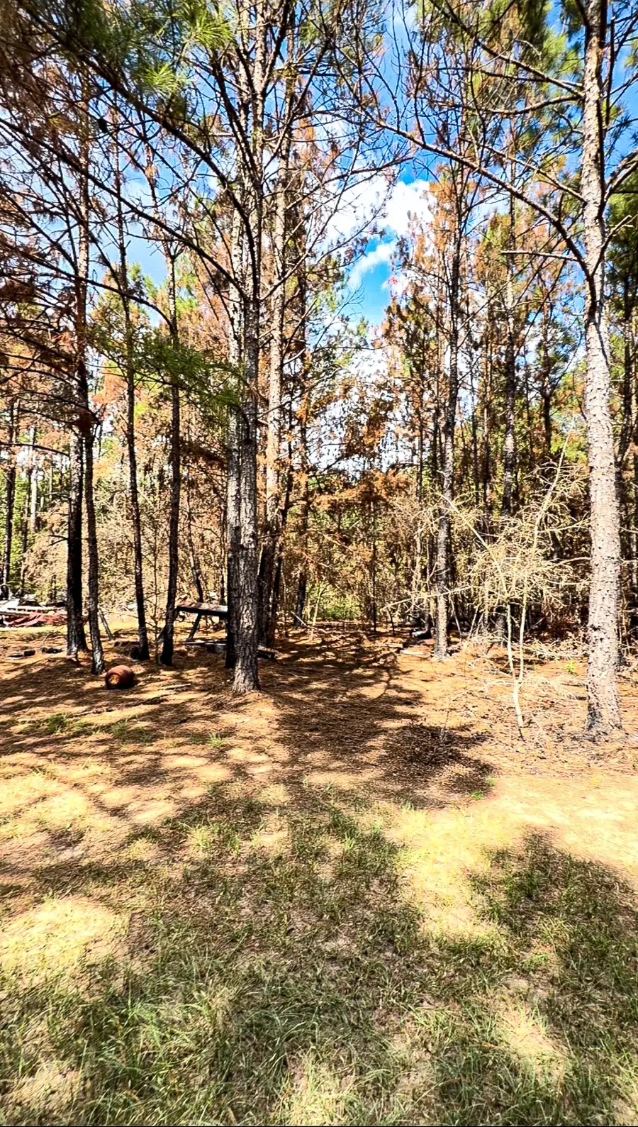 601 Oak Ridge Road, Willis, TX 77378 - #2