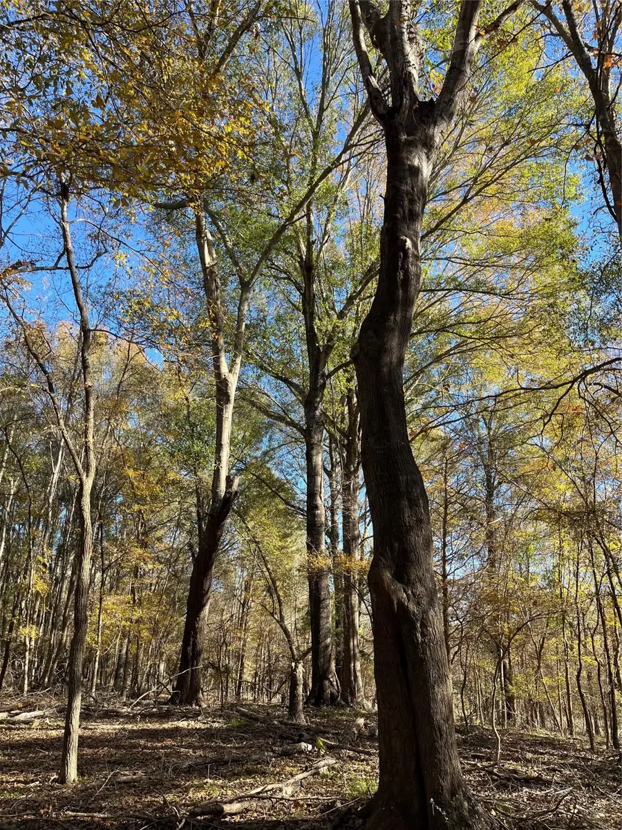 87 Acres State Highway 135, Jacksonville, TX 75766 - #3