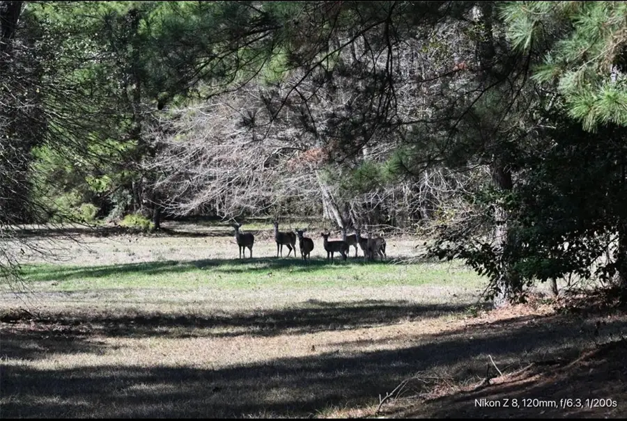 503 S Green Valley, Woodville, TX 75979 - #2