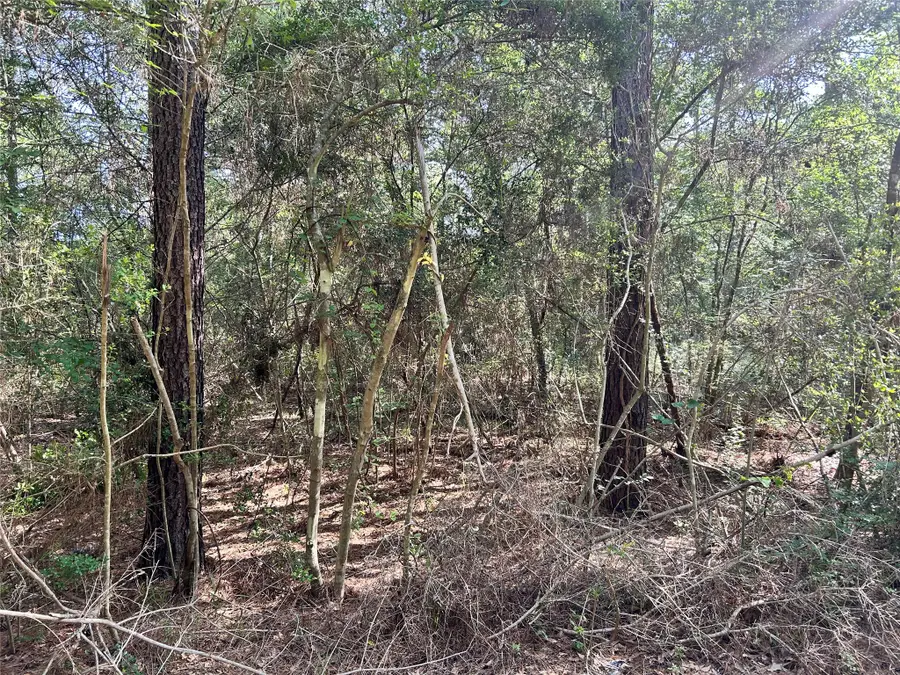 Lot 28 Sycamore Lane, Plantersville, TX 77363 - #2