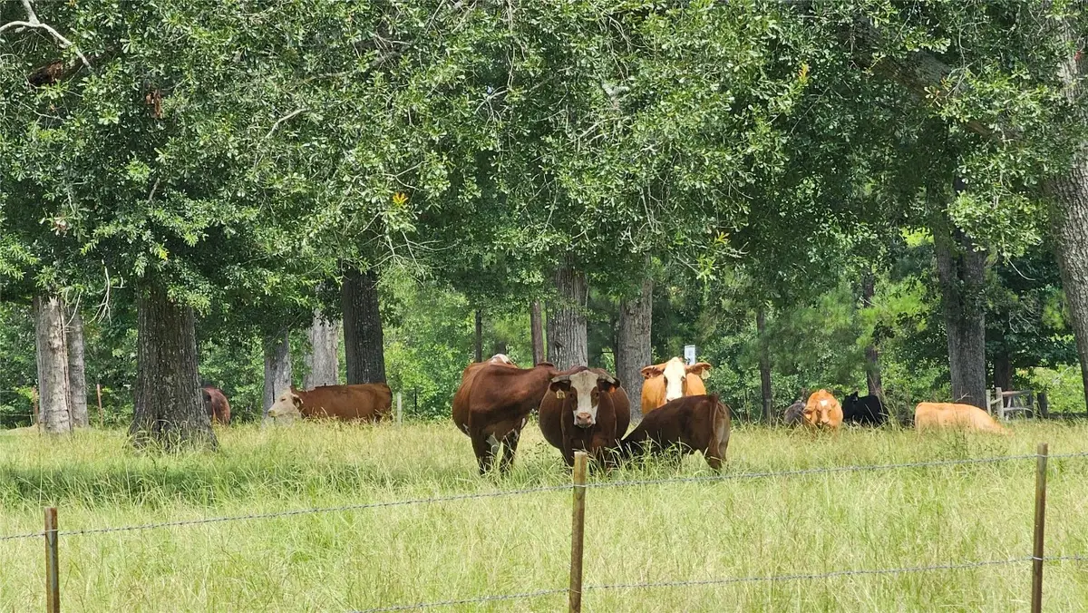 100 E Hill Ranch Lane, New Waverly, TX 77358 - #1