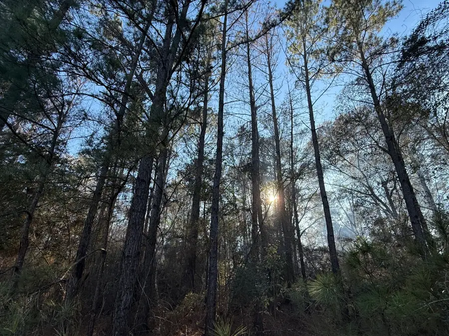 18510 Fm-1774, Plantersville, TX 77363 - #3