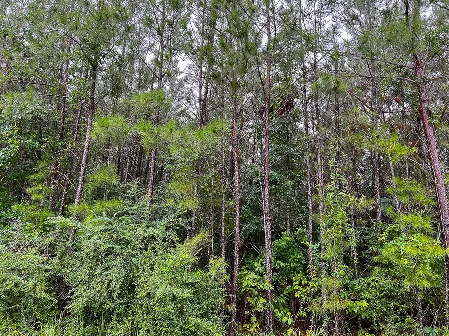 10 Fm 1276, Livingston, TX 77351 - Image #2