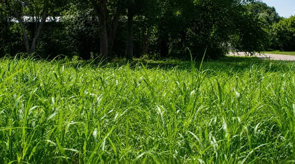 Lot 6 SW Blk 1st Avenue, Waelder, TX 78959