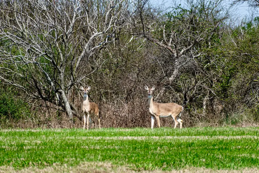 3529 Kiawah Circle, Palacios, TX 77465 - Image #3