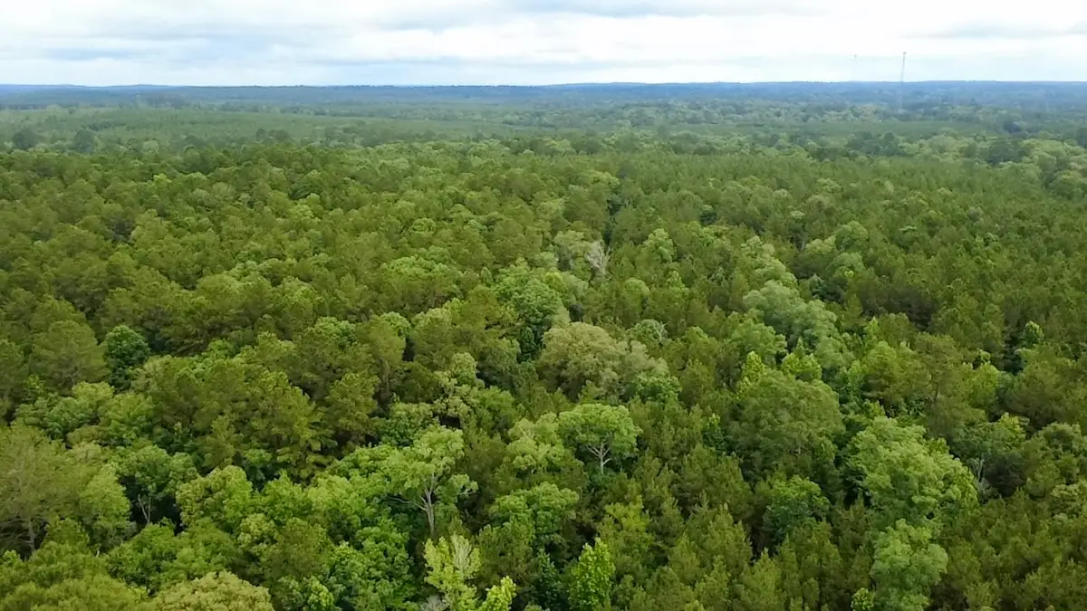 TBD County Road 2780, Colmesneil, TX 75938 - #1