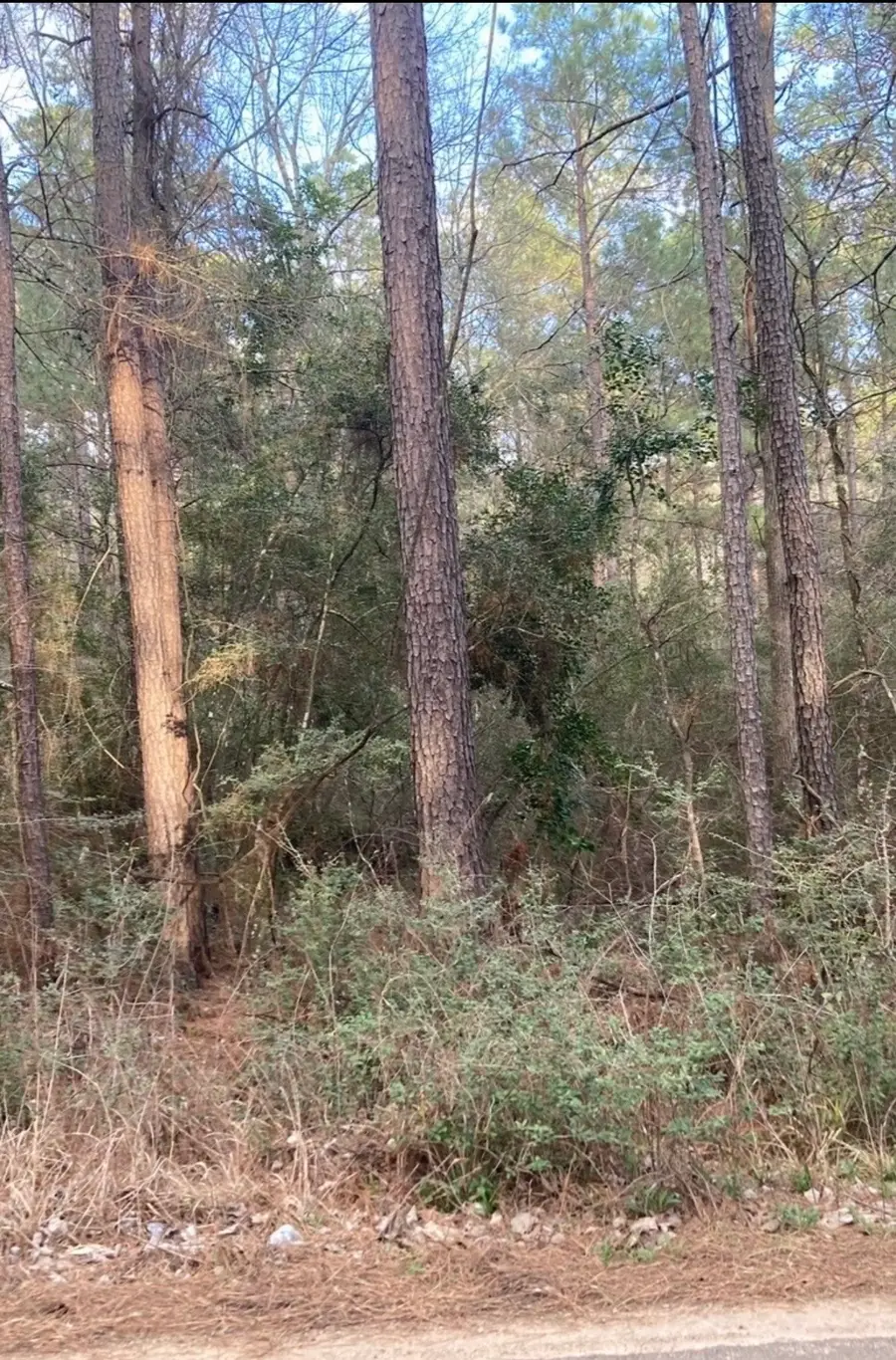0 Pinebrook, Plantersville, TX 77363 - #3