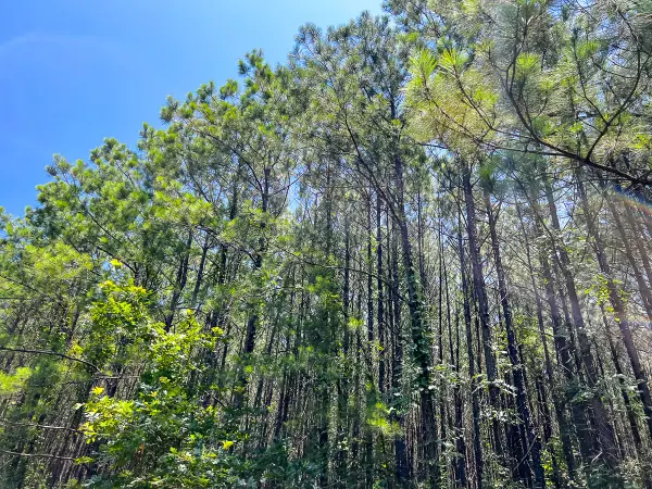 9 Bayou Road, Milam, TX 75948