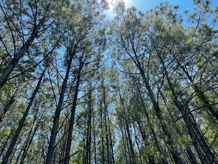 9 Bayou Road, Milam, TX 75948 - #3