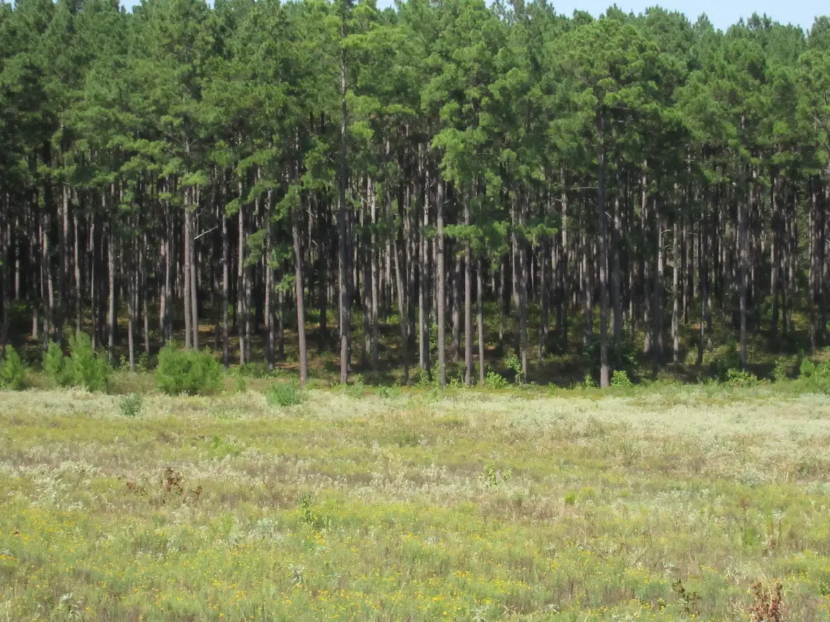 000 21 Fm256 N, Woodville, TX 75979 - #1