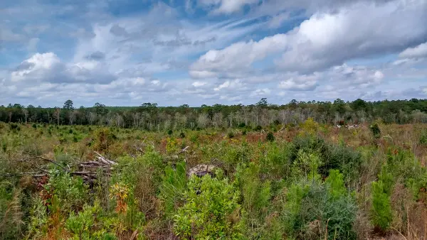 000 Pr 6150, Woodville, TX 75979