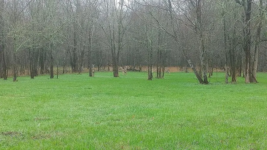 278 Country Way, Smithville, TX 78957 - #3