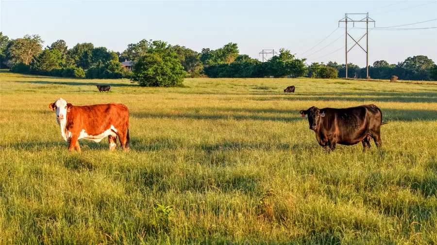 3765 Poteet Road, Normangee, TX 77871 - #2