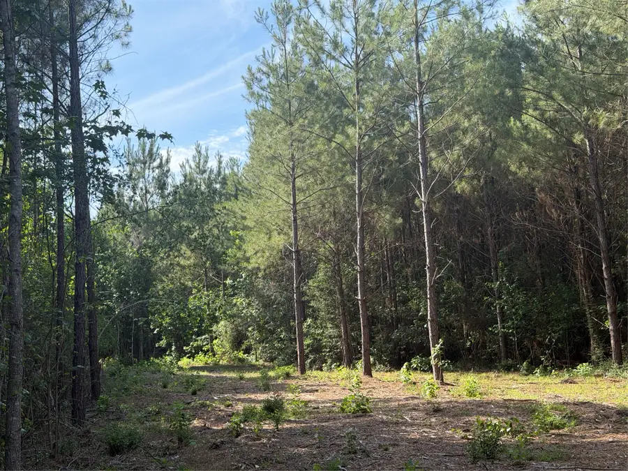 4419 Menard Chapel Road E, Livingston, TX 77351 - #2