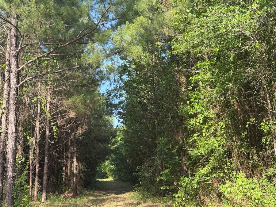 4419 Menard Chapel Road E, Livingston, TX 77351 - #3