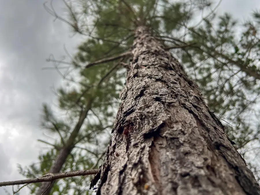 2 County Road 3038, Newton, TX 75966 - #3