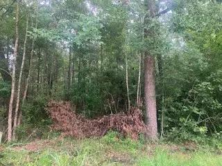 000 Wildwood Flower Circle, Livingston, TX 77351 - #2