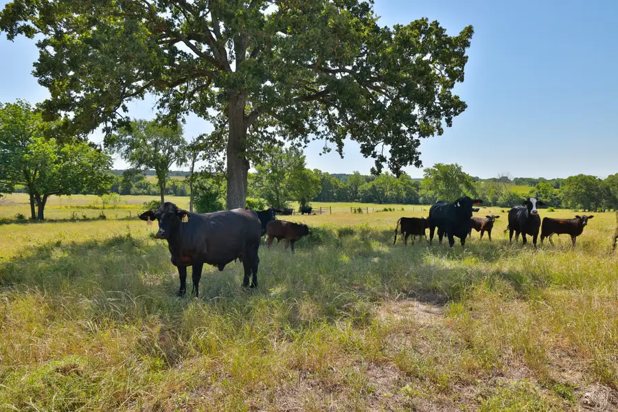 Tract #10 Cr 305 Road, Navasota, TX 77868 - #3