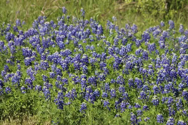 00 Wooded Reserve Court, Washington, TX 77880