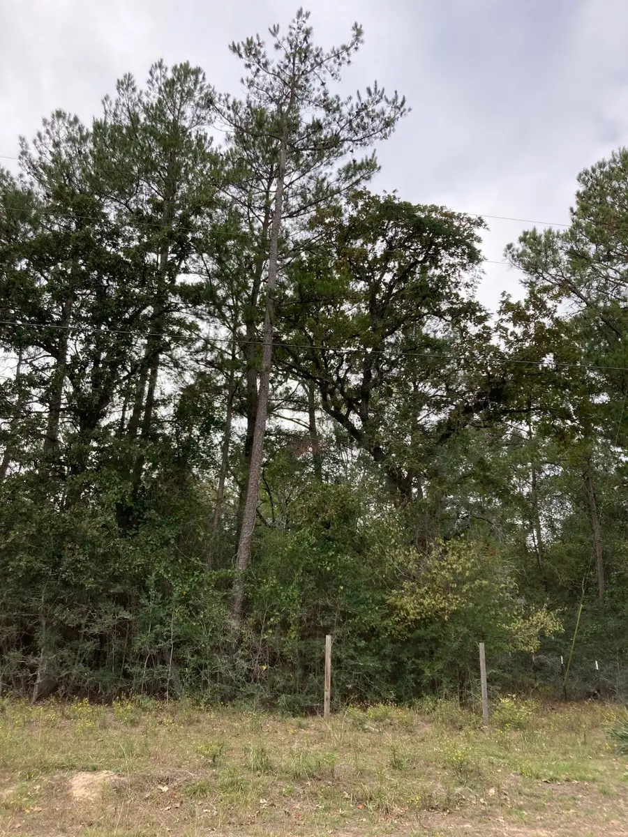 16596 Camelia Lane, Plantersville, TX 77363 - #3